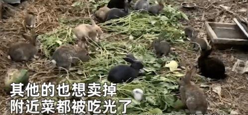 配兔子视频,兔子跳跃欢乐时光