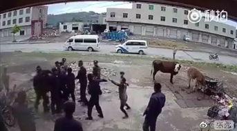 云南打架视频,一场激烈打斗的惊心动魄