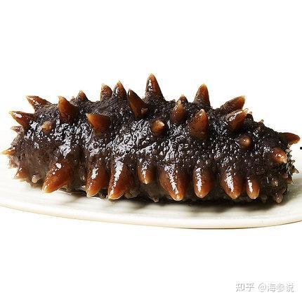 活海参视频,揭秘活海参的神奇魅力
