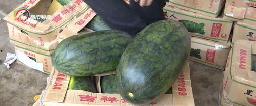 云南今日麒麟瓜行情,丰收季里的价格波动与市场动态
