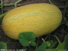 七里哈密瓜今日价格,价格行情一览”