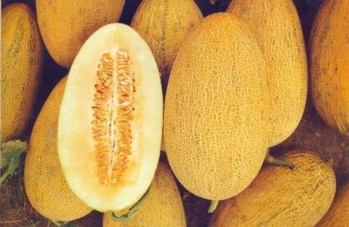 七里哈密瓜今日价格,价格行情一览”