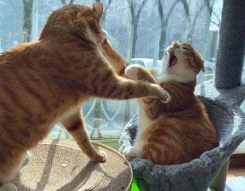 猫咪叫视频,猫咪叫声视频背后的温馨故事