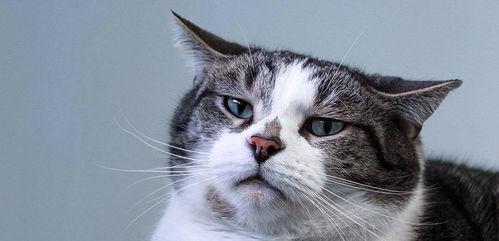 猫咪叫视频,猫咪叫声视频背后的温馨故事