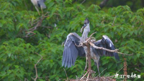 鸟飞的视频,鸟儿飞翔的壮丽瞬间