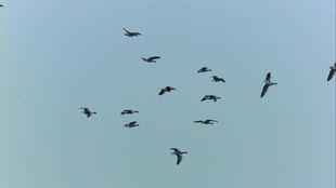 鸟飞的视频,鸟儿飞翔的壮丽瞬间