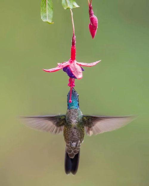 鸟飞的视频,鸟儿飞翔的壮丽瞬间