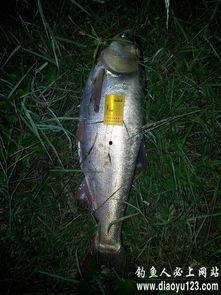 海竿钓鲢鳙视频,视频教学带你轻松上钩