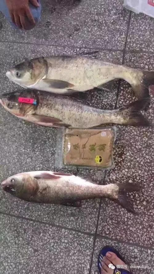 海竿钓鲢鳙视频,视频教学带你轻松上钩