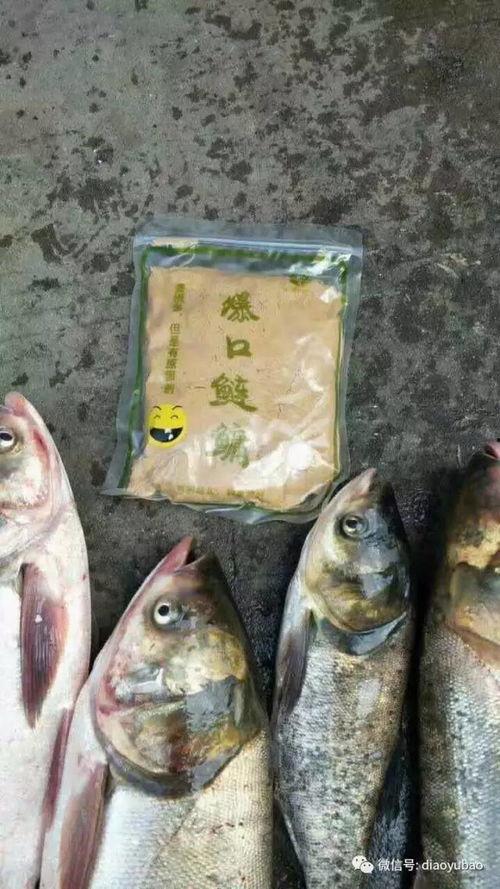 海竿钓鲢鳙视频,视频教学带你轻松上钩