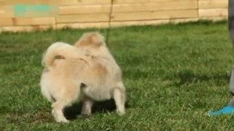 训练小狗的视频,从零到一的成长历程回顾