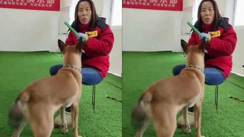 训练小狗的视频,从零到一的成长历程回顾