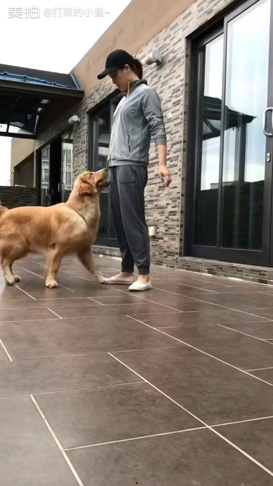 训练小狗的视频,从零到一的成长历程回顾