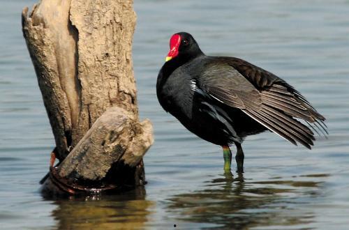 黑水鸡视频,探寻神秘水禽的生态奥秘