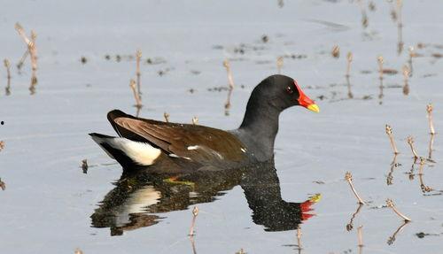 黑水鸡视频,探寻神秘水禽的生态奥秘