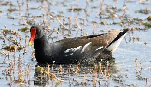 黑水鸡视频,探寻神秘水禽的生态奥秘