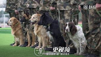 军犬视频,忠诚守护，战地风采
