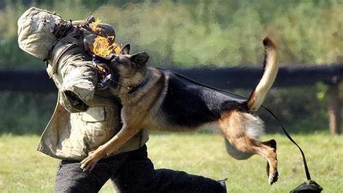 军犬视频,忠诚守护，战地风采