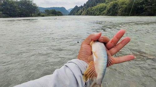 钓马口视频,跟随视频学钓鱼新境界