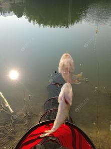 钓马口视频,跟随视频学钓鱼新境界