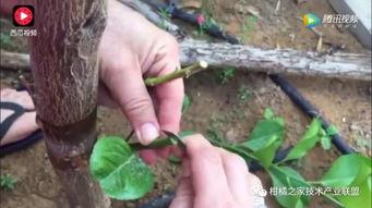 柑橘嫁接视频,柑橘嫁接技术实操视频解析