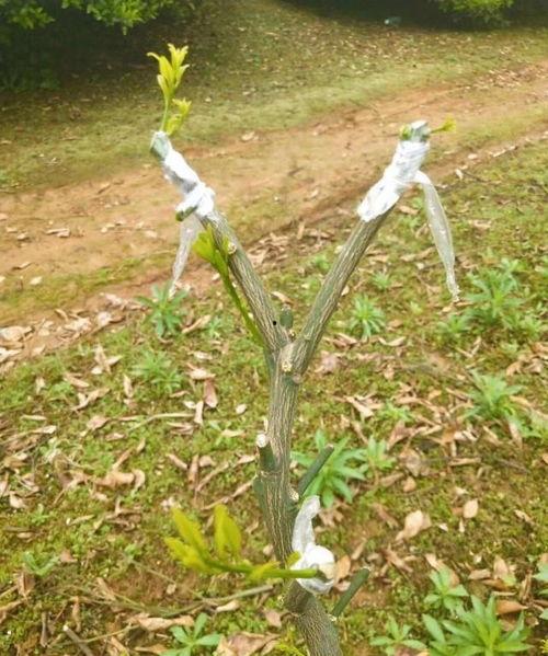 柑橘嫁接视频,柑橘嫁接技术实操视频解析