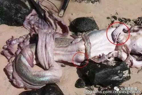 真实美人鱼视频,水下奇观背后的神秘传说