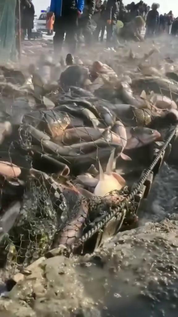 赶海捕鱼视频,探寻海洋的馈赠与渔民的辛勤