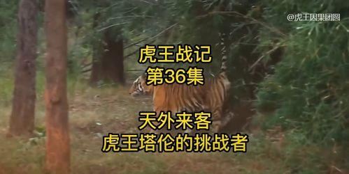 虎王视频,揭秘野生动物的神秘世界