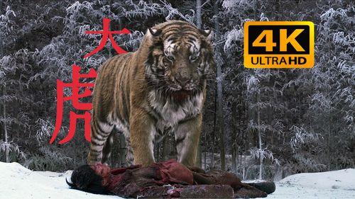 虎王视频,揭秘野生动物的神秘世界