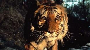 虎王视频,揭秘野生动物的神秘世界