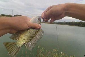 钓罗非鱼视频,跟随视频学钓技