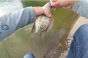 钓罗非鱼视频,跟随视频学钓技