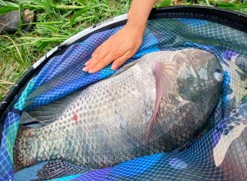 钓罗非鱼视频,跟随视频学钓技