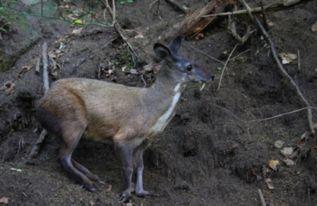 林麝养殖视频,从视频看生态养殖新篇章