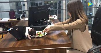 办公室小野视频,创意办公生活新风尚