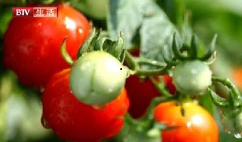 西红柿打叉视频教程,轻松掌握家常美味