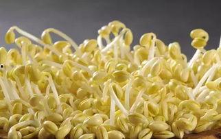 发豆芽视频,跟着视频一起发豆芽