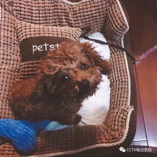 狗狗生产视频,温馨记录生命诞生的瞬间