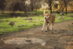 狗狗生产视频,温馨记录生命诞生的瞬间