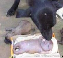 狗狗生产视频,温馨记录生命诞生的瞬间