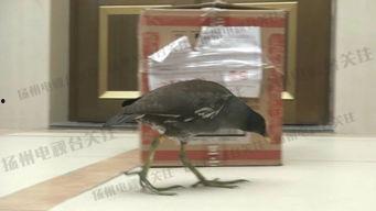 鸟市视频,人鸟共舞的生态盛宴