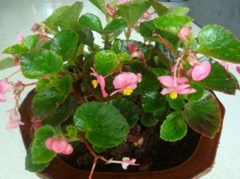 四季海棠摘心视频,视频教程助您轻松掌握