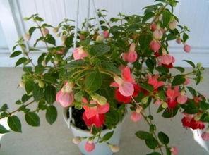 四季海棠摘心视频,视频教程助您轻松掌握