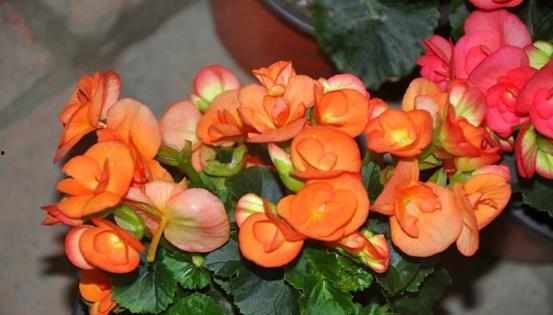 四季海棠摘心视频,视频教程助您轻松掌握