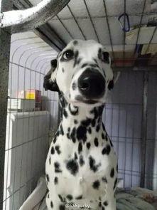 天津大姐训狗视频,网友直呼“太霸气”