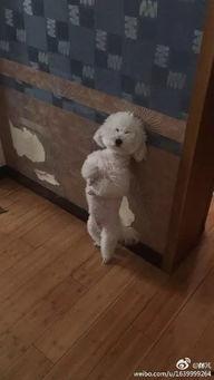 天津大姐训狗视频,网友直呼“太霸气”