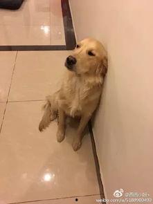 天津大姐训狗视频,网友直呼“太霸气”