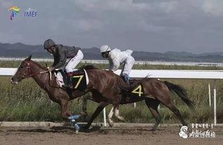 蒙古马视频,草原上的传奇与坚韧