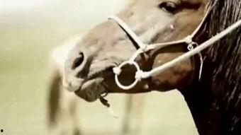 蒙古马视频,草原上的传奇与坚韧